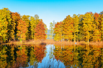 Beautiful scenery of the Metasequoia forest at Siming Lake in Yuyao, Ningbo, Zhejiang