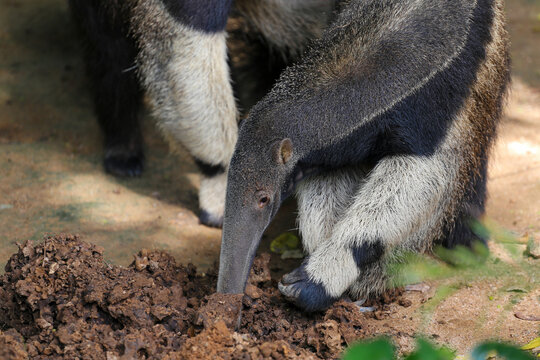 Anteater, talking to the ground, looking for ants