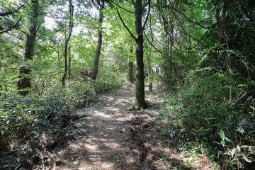 Obraz premium 산 정상을 올라가는 숲 길 제주 제주시 애월읍 유수암리 궷물오름