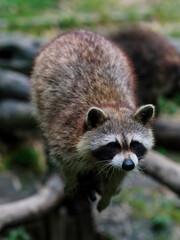 close up of a raccoon © Christy