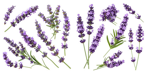 lavender design elements isolated on a white background. Generative AI.