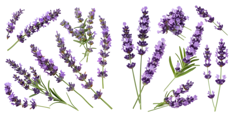 lavender design elements isolated on a white background. Generative AI.