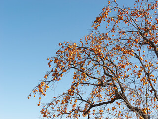 Harvest persimmon trees outdoors in autumn