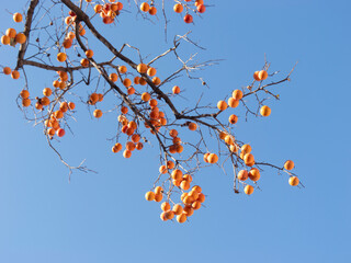 Harvest persimmon trees outdoors in autumn