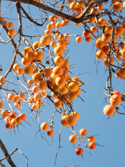 Harvest persimmon trees outdoors in autumn