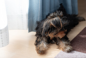 見つめる可愛い飼い犬	