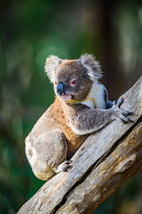 Koala 0006