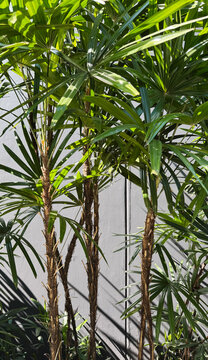 Tropical leaves background of Rhapis excelsa or Lady palm tree with sunlight in the garden