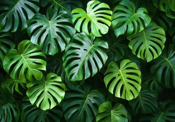 Lush Green Monstera Leaves Creating a Tropical Paradise Vibe in a Natural Setting with Rich Textures and Vibrant Colors for Interior Design Inspiration