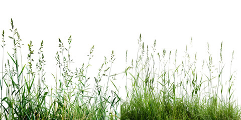 Nature tall meadow grass isolated on a white background. Generative AI.