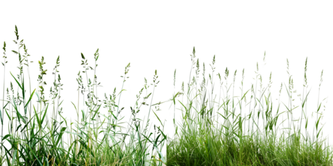 Nature tall meadow grass isolated on a white background. Generative AI.