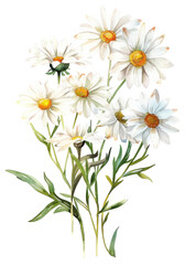 Fototapeta premium PNG Daisy bouquet asteraceae graphics blossom.