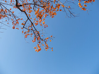 Harvest persimmon trees outdoors in autumn