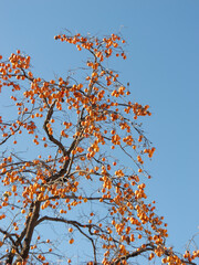 Harvest persimmon trees outdoors in autumn