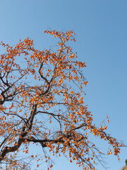 Harvest persimmon trees outdoors in autumn