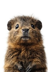 A close-up of a cute, furry animal with a curious expression against a white background.