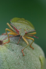 Close-up of a European green shield bug, Palomena prasina, sucking sap from a flower button on a shrub