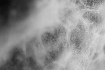 Macro shot of mycelium fungus growth on rotten chilli