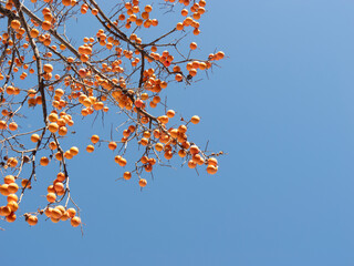 Harvest persimmon trees outdoors in autumn