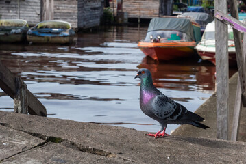 Colorful pigeon standing on a concrete surface near a rustic riverside area with moored boats