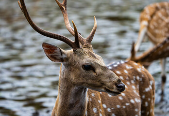 spotted deer