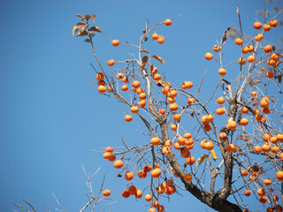 Harvest persimmon trees outdoors in autumn