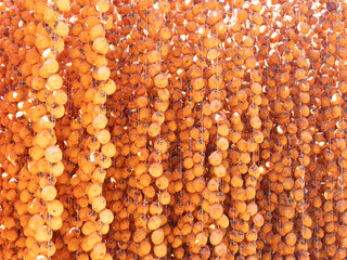 Harvest persimmon trees outdoors in autumn