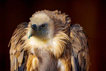 Portrait of an Eurasian griffon vulture (Gyps fulvus), a large Old World vulture in the bird of...