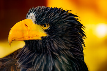 Portrait of a Steller's sea eagle (Haliaeetus pelagicus), also known as the Pacific sea eagle or...