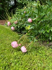flowers in the garden