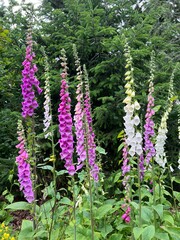 Obraz premium flowers in the garden