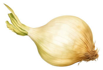 PNG Onion ingredient vintage vegetable.
