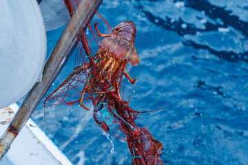 本命の伊勢海老（イセエビ科）が穫れた。
英名学名：Japanese Spiny Lobster, Panulirus japonicus
漁師さんから撮影の依頼を受け、伊勢海老の刺し網漁の船に同乗させてもらった。
伊豆半島賀茂郡南伊豆町中木ヒリゾ浜2024年
