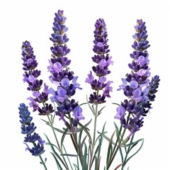 Naklejka premium lavender flowers isolated on white