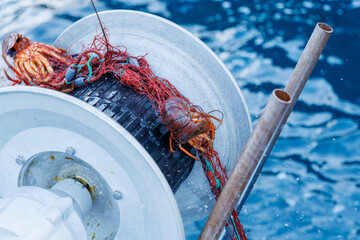 本命の伊勢海老（イセエビ科）が穫れた。
英名学名：Japanese Spiny Lobster,...