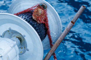 外道でかかったゾウリエビ（セミエビ科）。
英名学名：Flathead Lobster,...