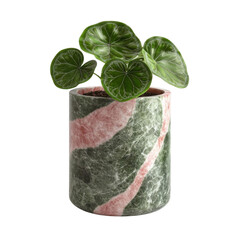Plant in a decorative pot, white isolate background