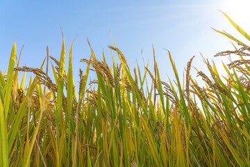 Close up of Details of Mature Golden Rice in Autumn