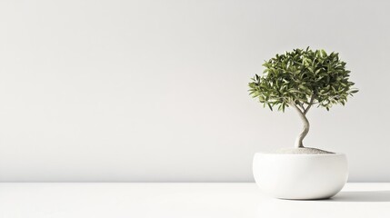 A small bonsai tree in a pristine white pot on a white background, highlighting minimalist design. Perfect for wellness, home or nature-inspired brands.