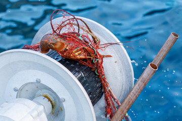 本命の伊勢海老（イセエビ科）が穫れた。
英名学名：Japanese Spiny Lobster,...