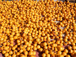 Harvest persimmon trees outdoors in autumn