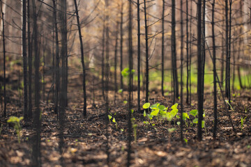 Fresh sprouts of green wild plants on the forest floor of coals, ash and burnt tree trunks. Restoration of nature after a fire. Regeneration.