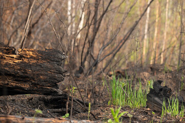 Fresh sprouts of green grass on the forest floor of coals, ash and burnt tree trunks. Restoration of nature after a fire. Regeneration.