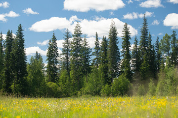 Green juicy blooming meadow with yellow wild forest flowers and big tall fir trees against blue sky with white clouds. Lush vegetation of Siberian taiga at the beginning of summer season on sunny day.