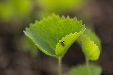 A close-up of an insect with antennae on a green, structural, pointed leaf illuminated by the sun.