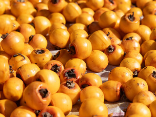 Harvest persimmon trees outdoors in autumn