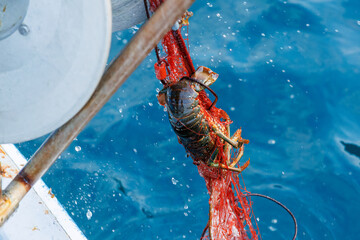本命の伊勢海老（イセエビ科）が穫れた。
英名学名：Japanese Spiny Lobster,...
