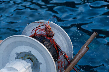 本命の伊勢海老（イセエビ科）が穫れた。
英名学名：Japanese Spiny Lobster,...