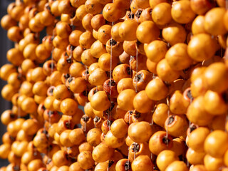 Harvest persimmon trees outdoors in autumn