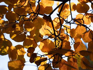 Park scenery in late autumn